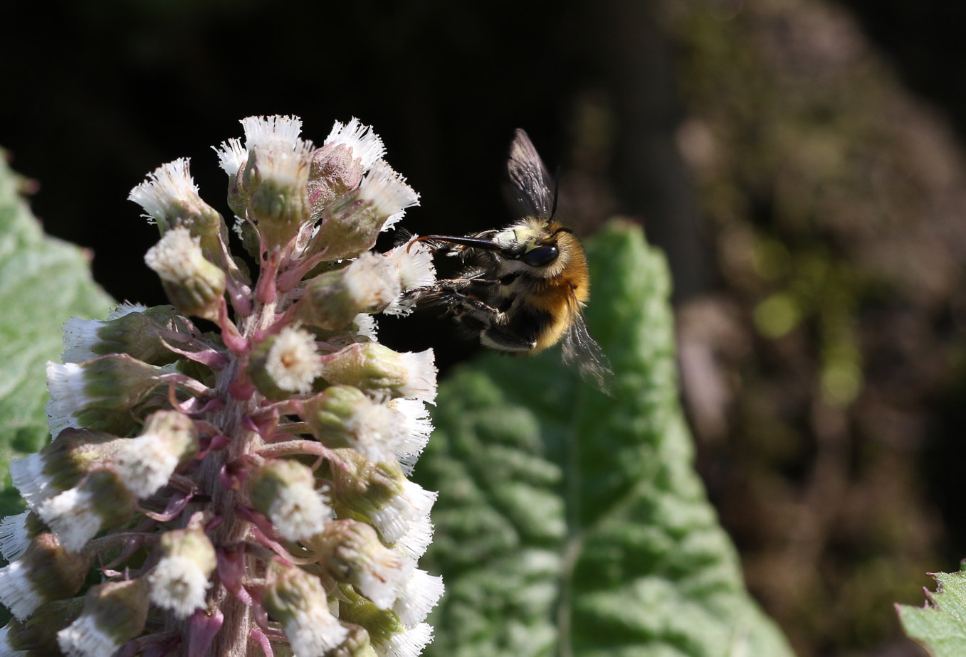 Male Anthophora Plumipes Yellow Face 