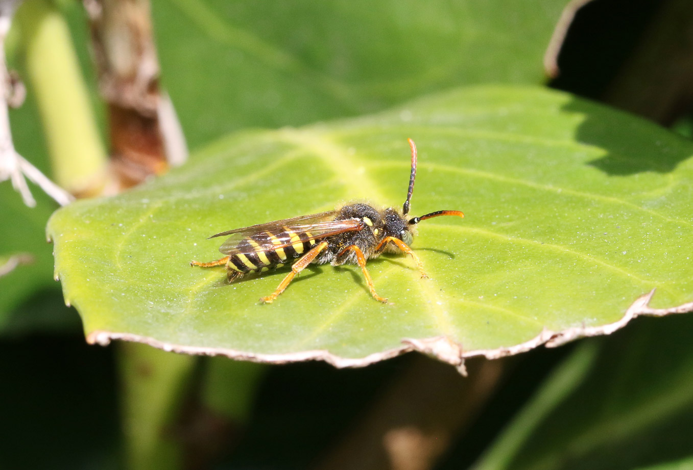 Male Nomada Goodeniana 