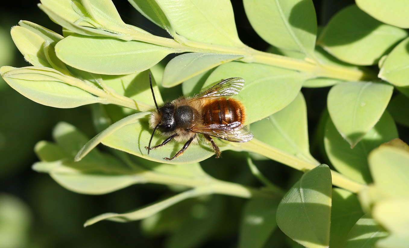 Male Osmia Bicornis 