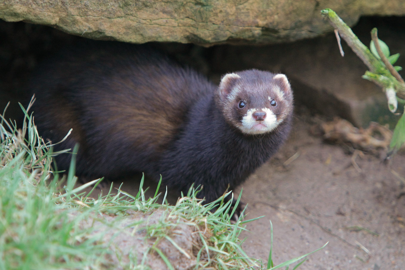 Polecat