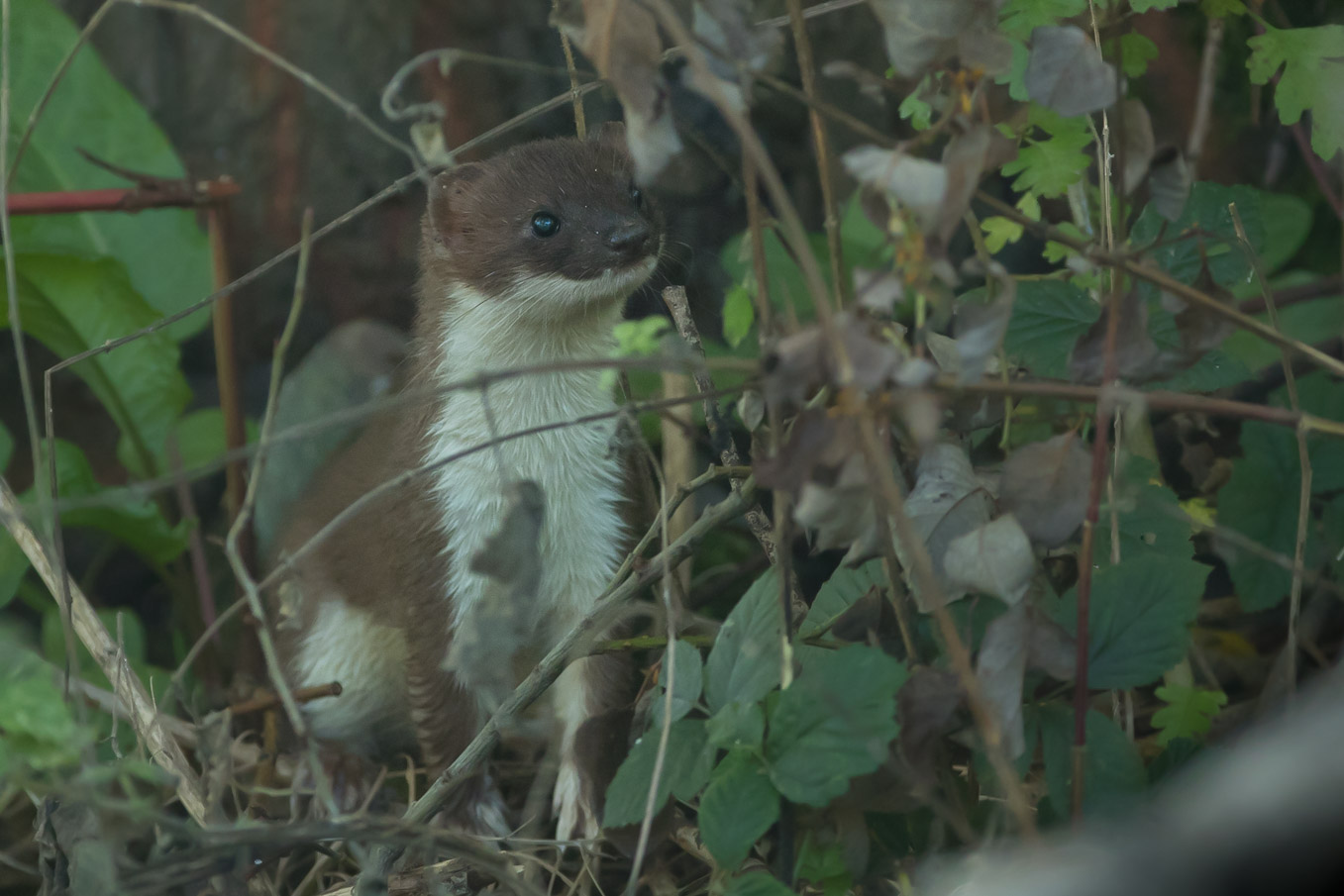 Stoat