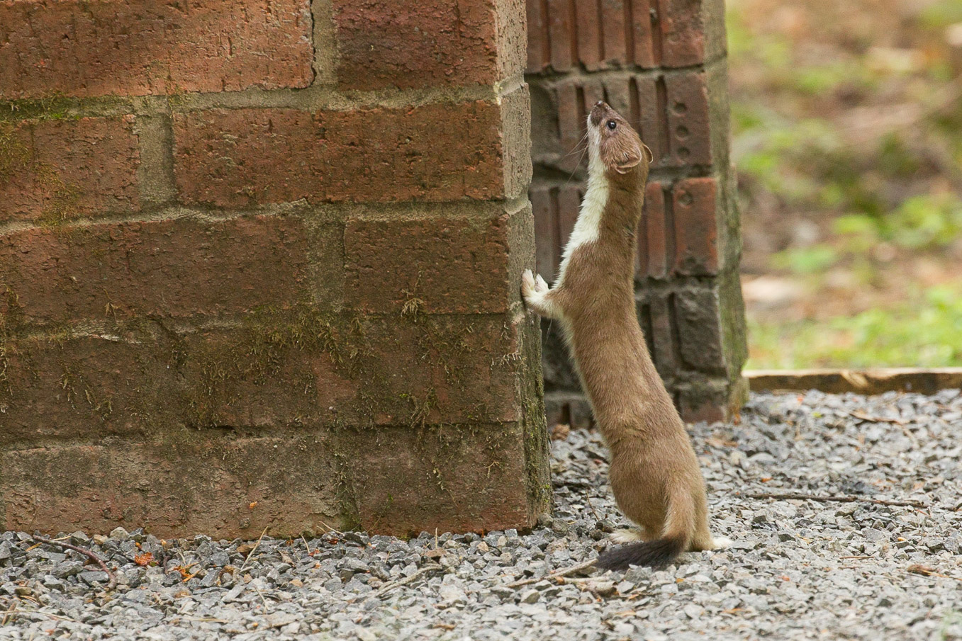 Stoat And Bbq