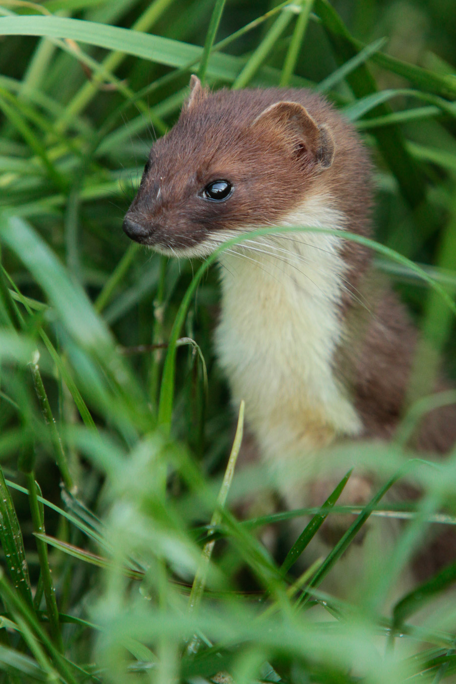 Stoat Portrait