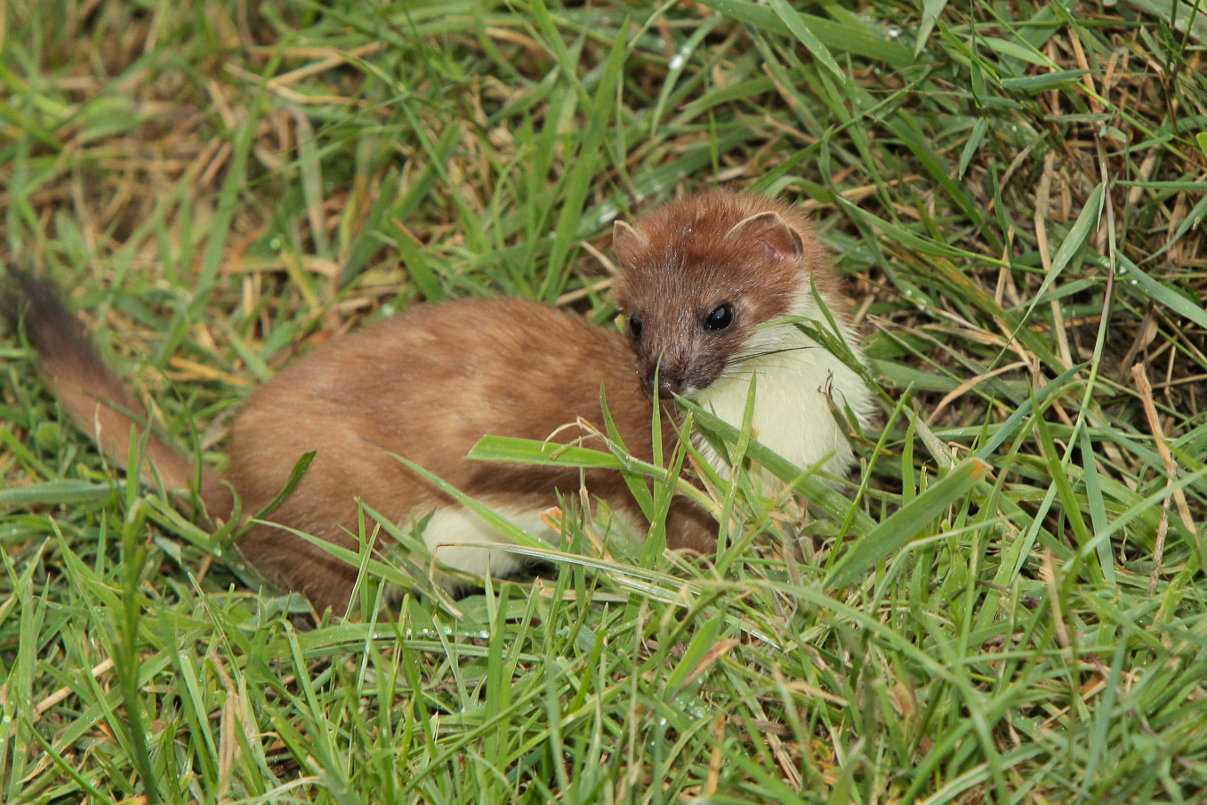Stoat With Pale Tail