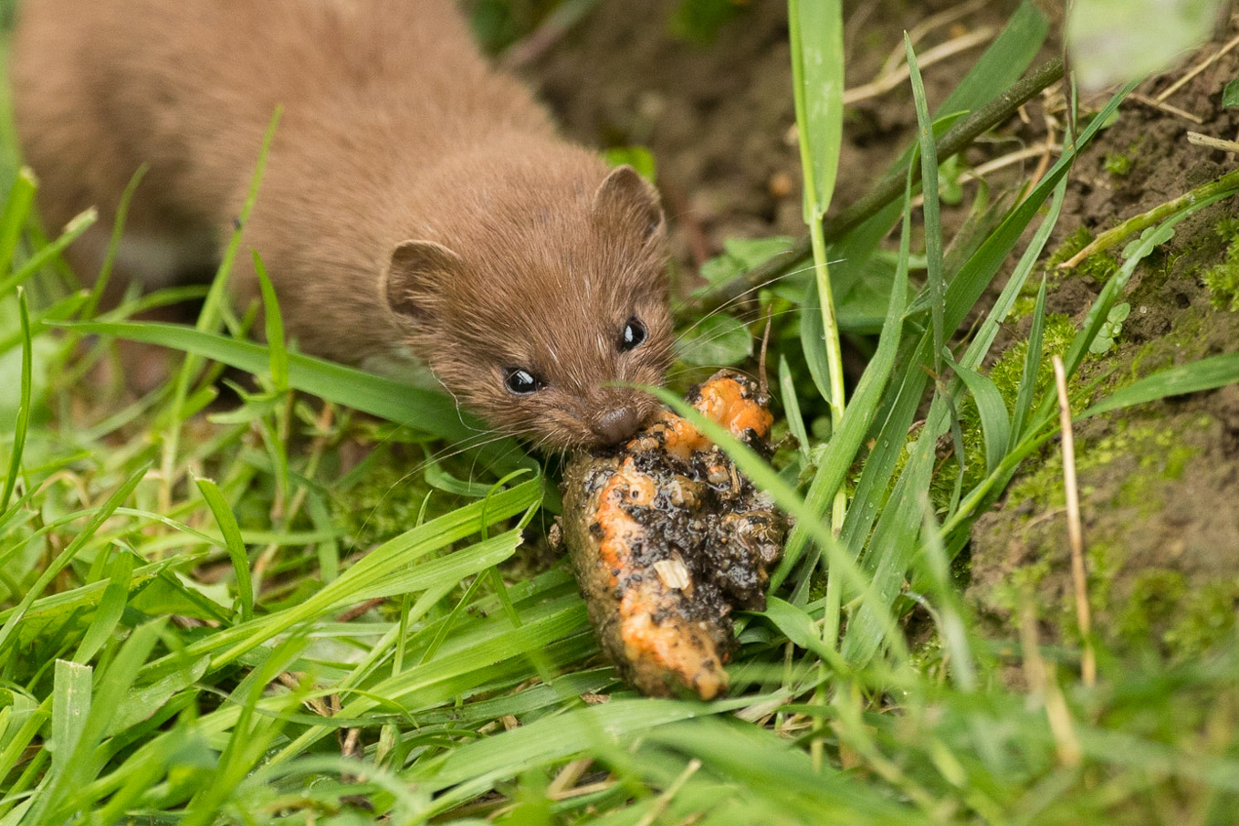 Weasel  And Slug