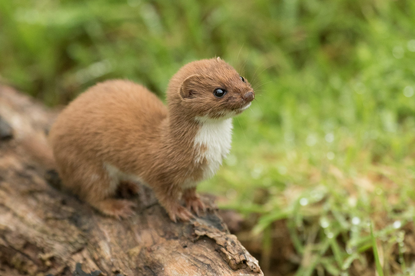 Weasel On Log