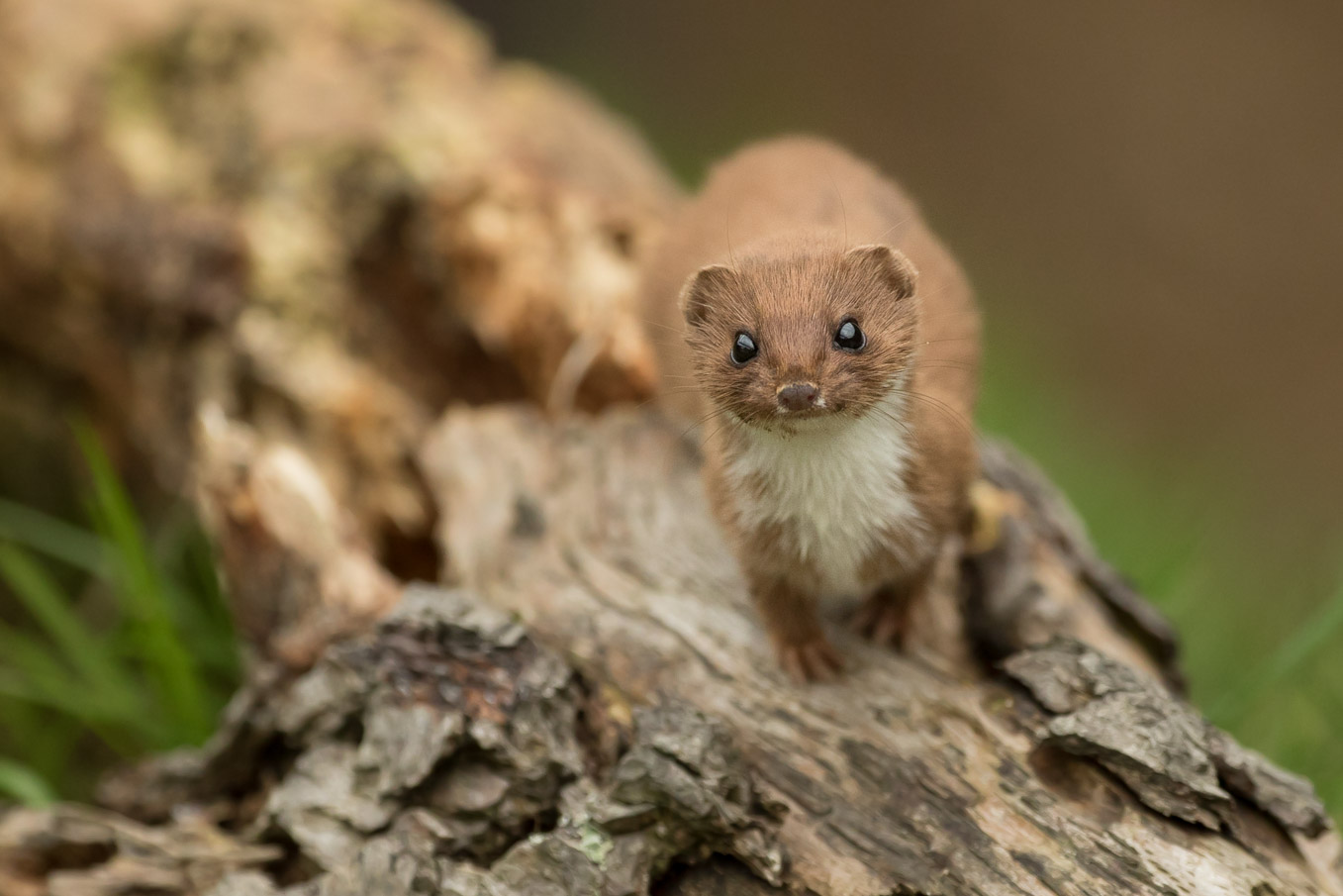 Weasel On Log3