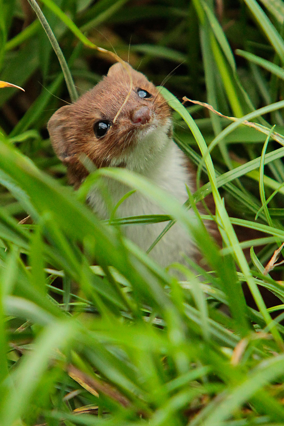 Weasel Portrait