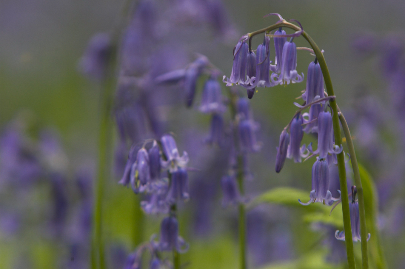 Bluebell