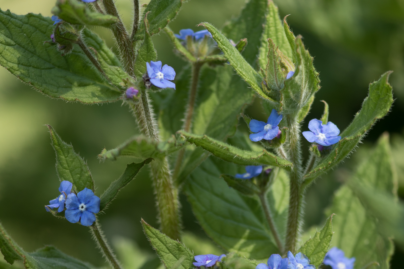 Green Alkanet