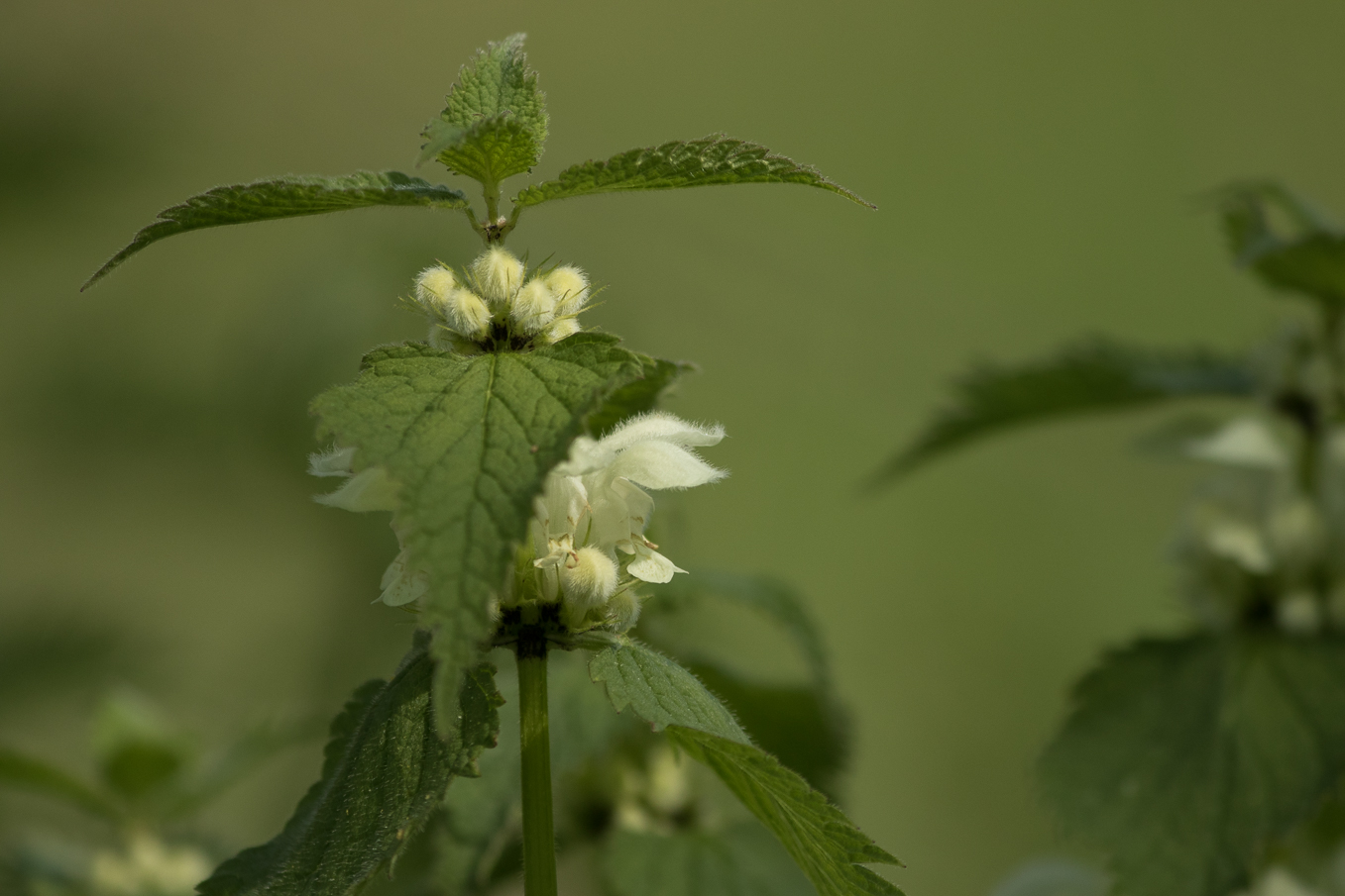 White Dead Nettle