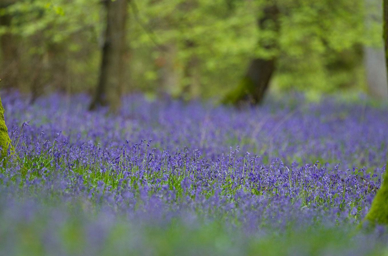 Photo guide to woodland flowers