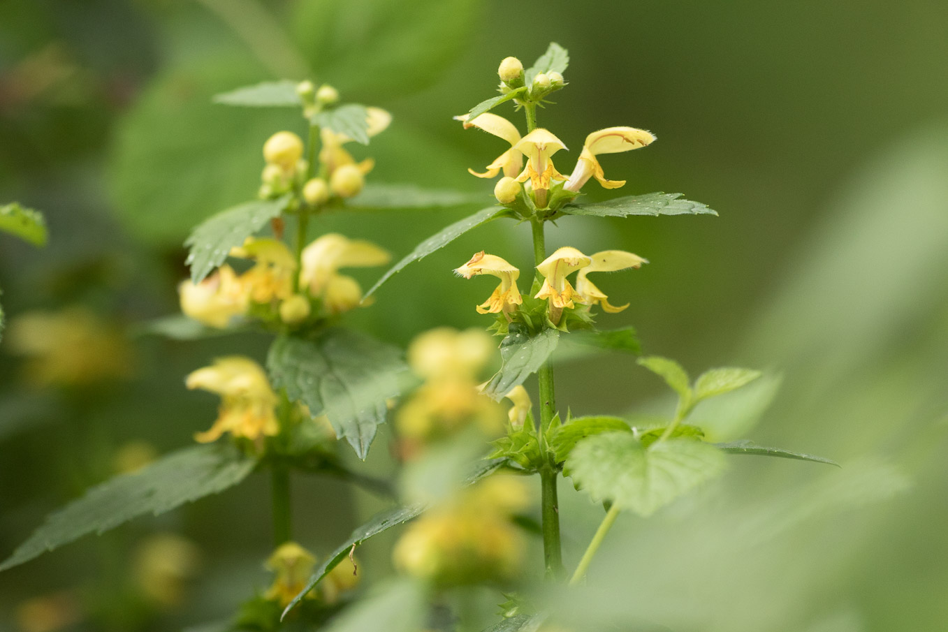 Yellow Archangel