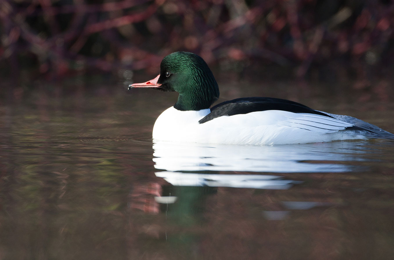 Mystery Bird Id02