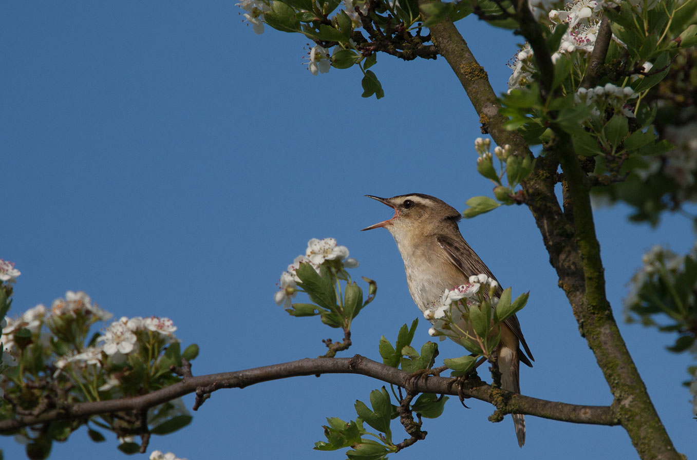 Mystery Bird Id03