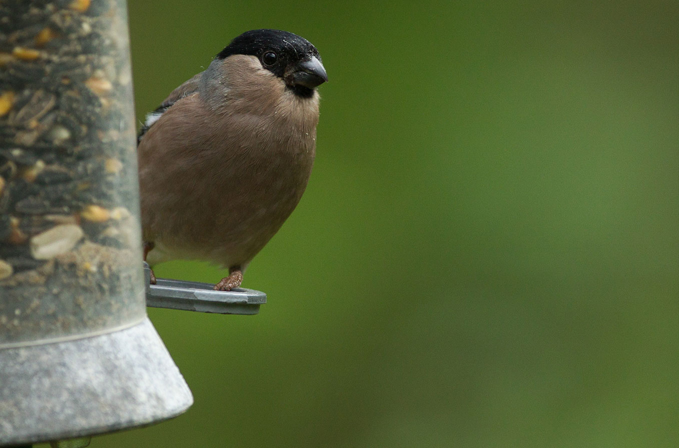 Mystery Bird Id04