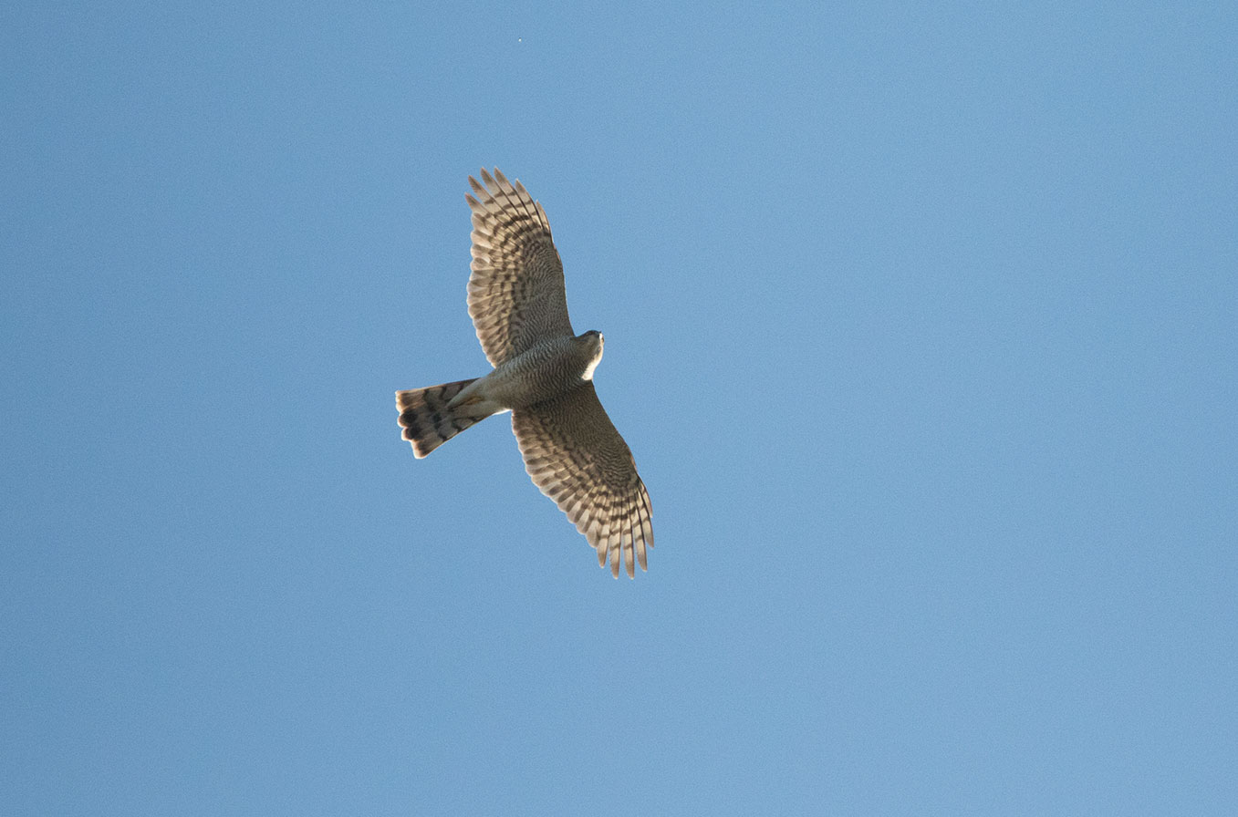 Mystery Bird Id06