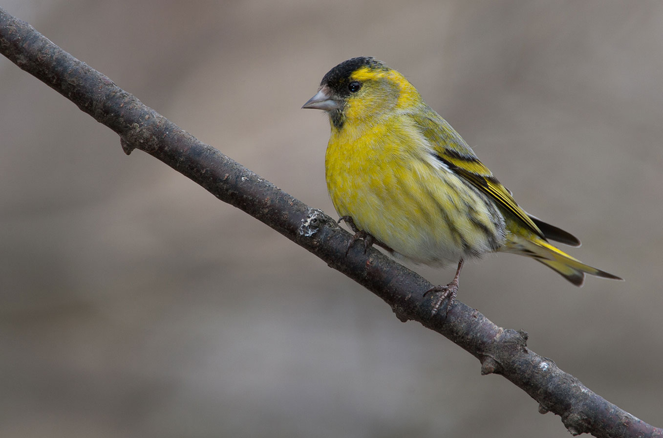 Mystery Bird Id07