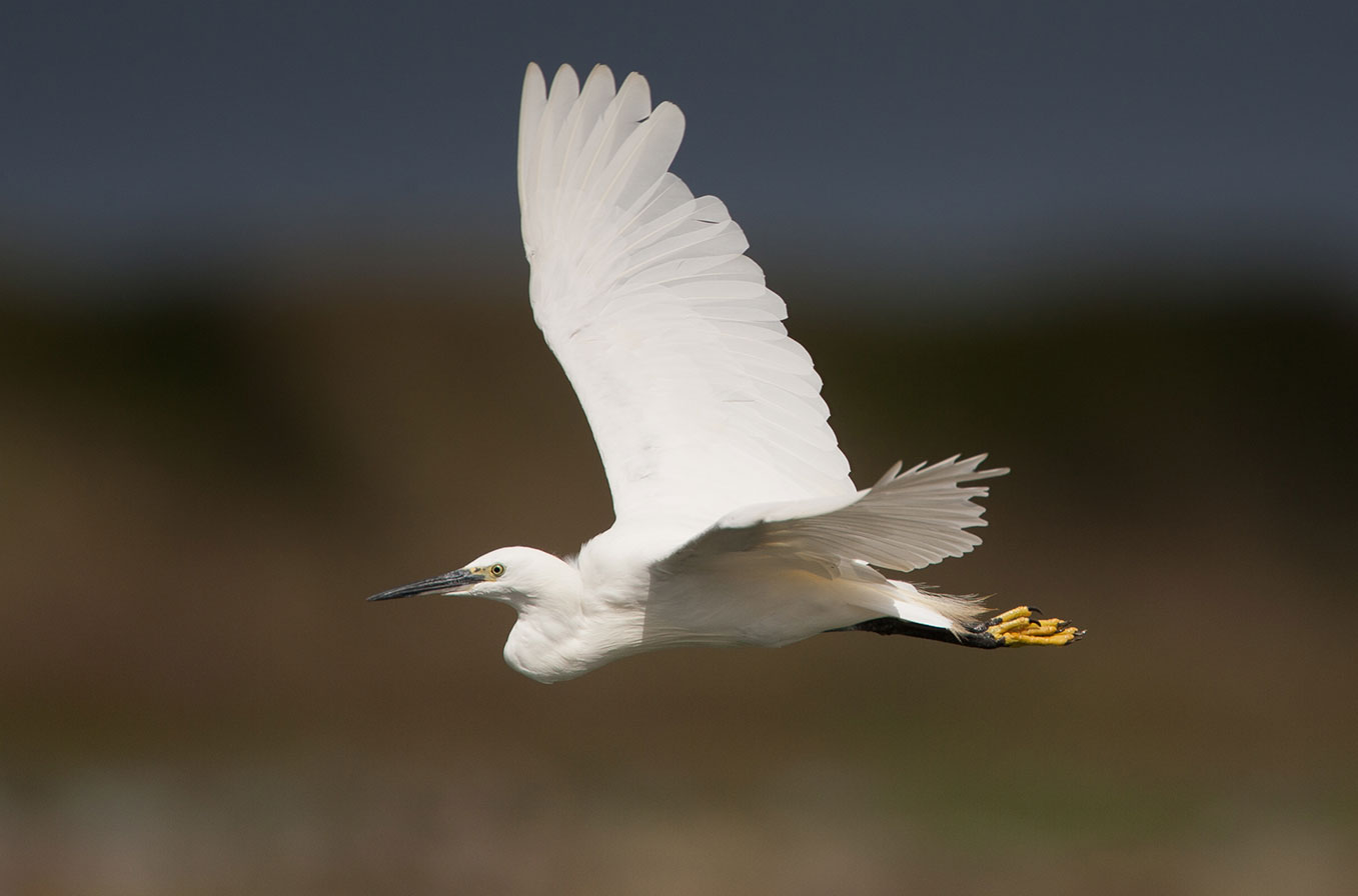 Mystery Bird Id08