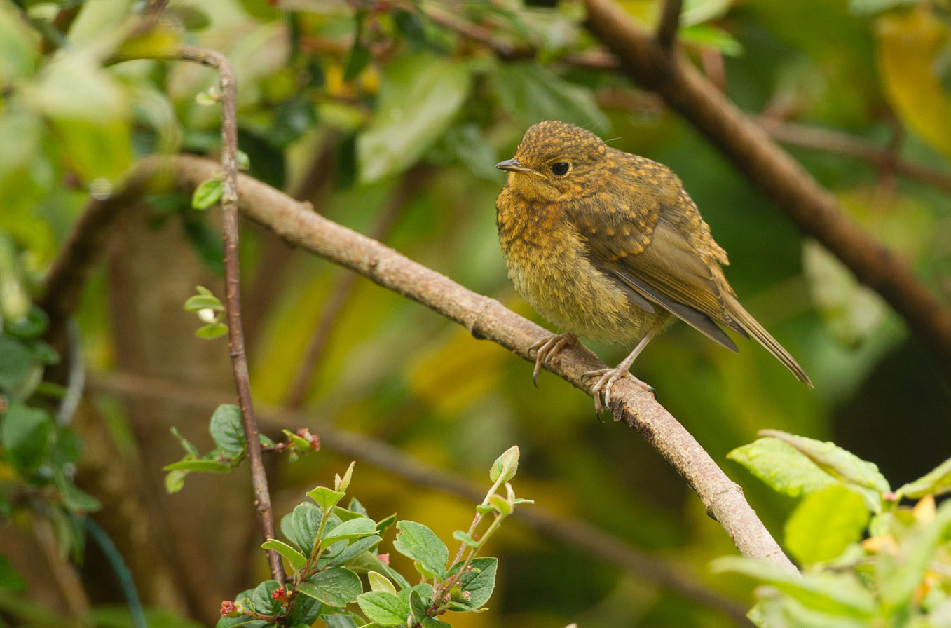 Mystery Bird Id09