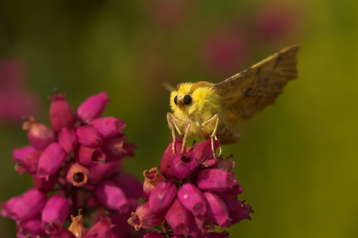 canary shouldered thorn moth