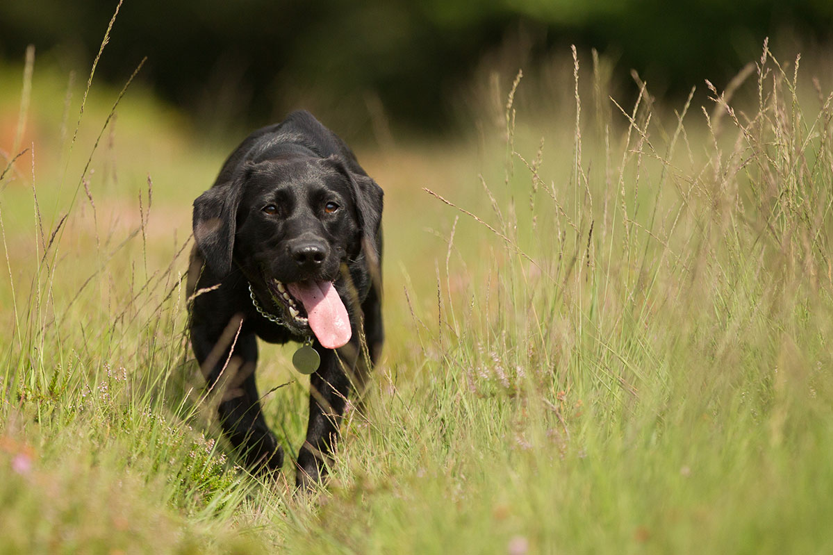 Enjoying the Countryside with your dog