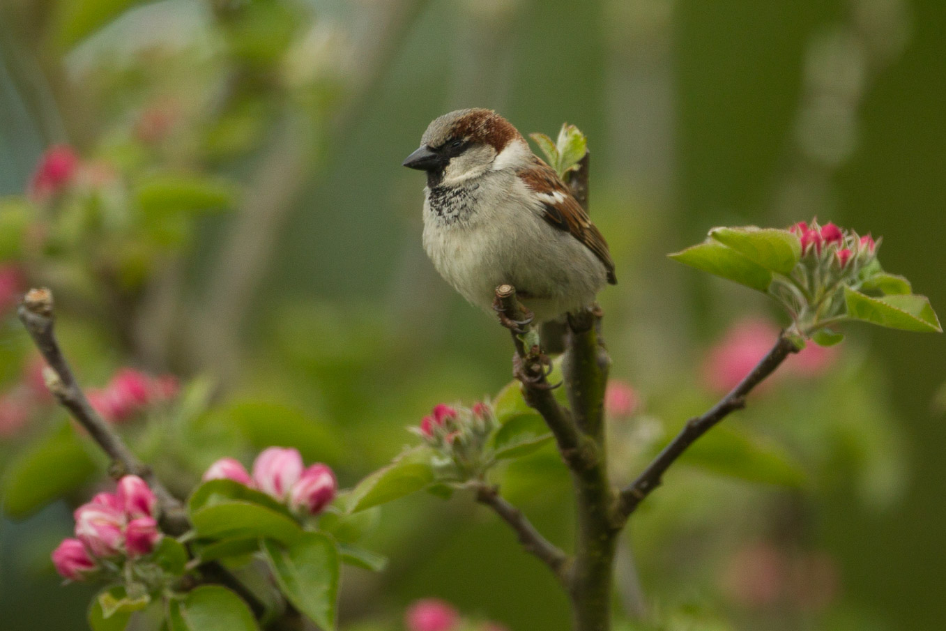 House Sparrow