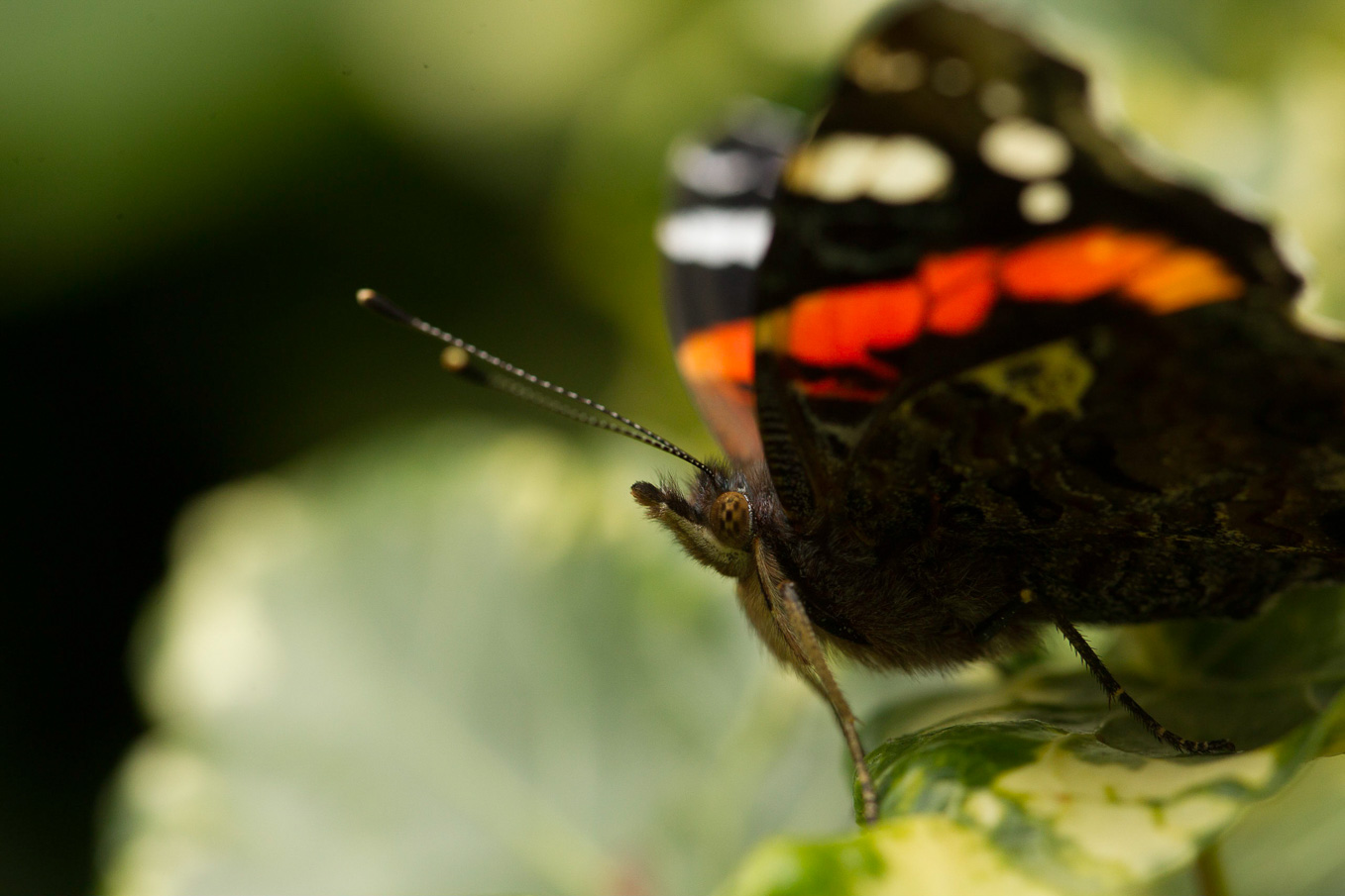 red admiral