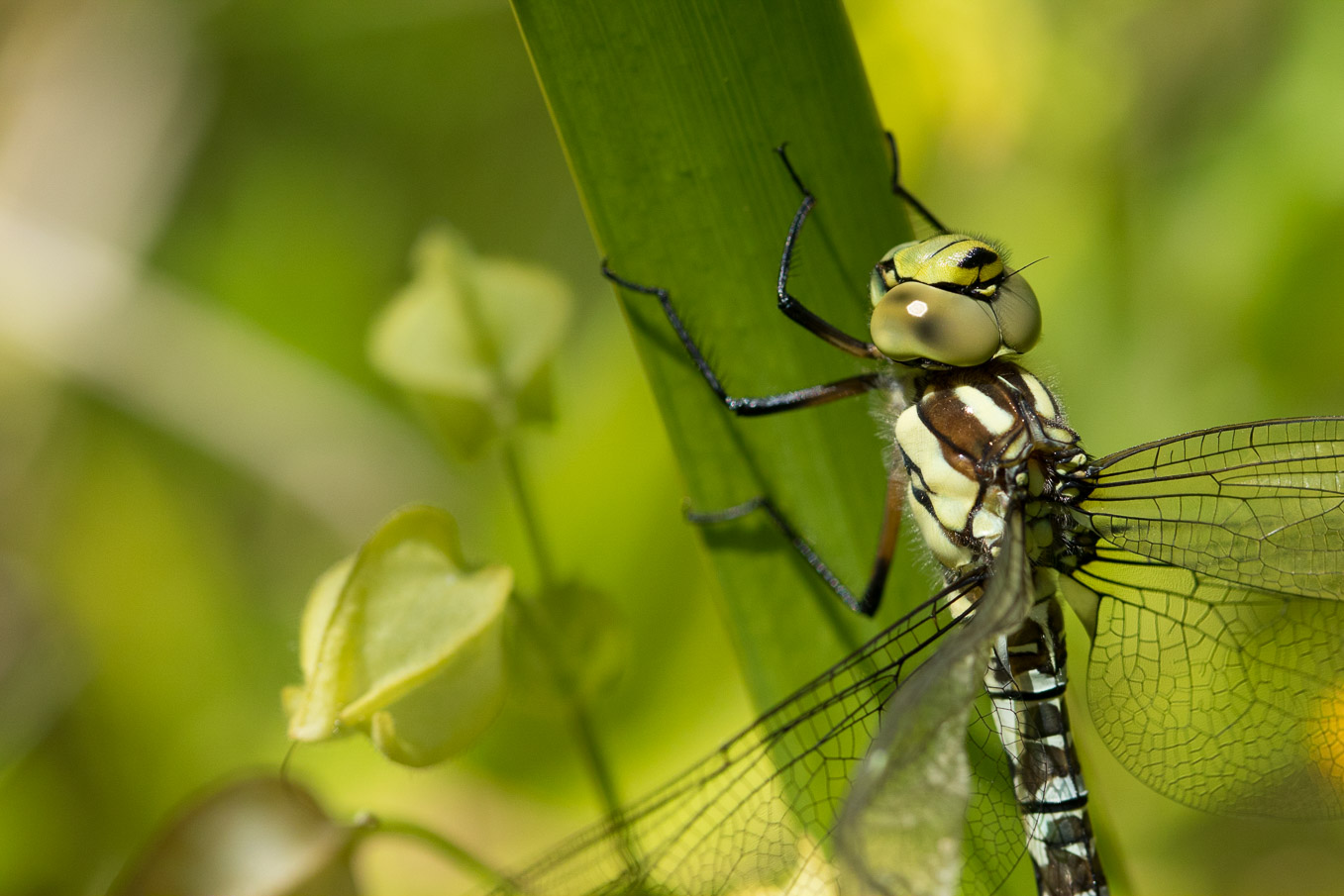 southern hawker