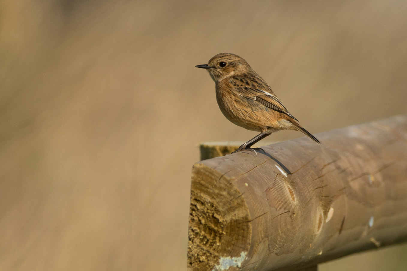 Stonechat