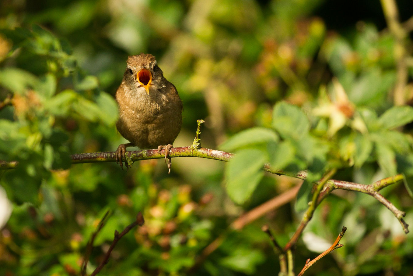 wren singing