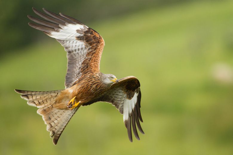 red kites at Gigrin Farm