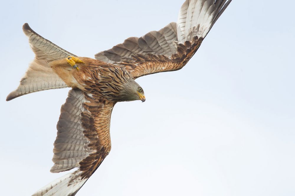 red kites at Gigrin Farm