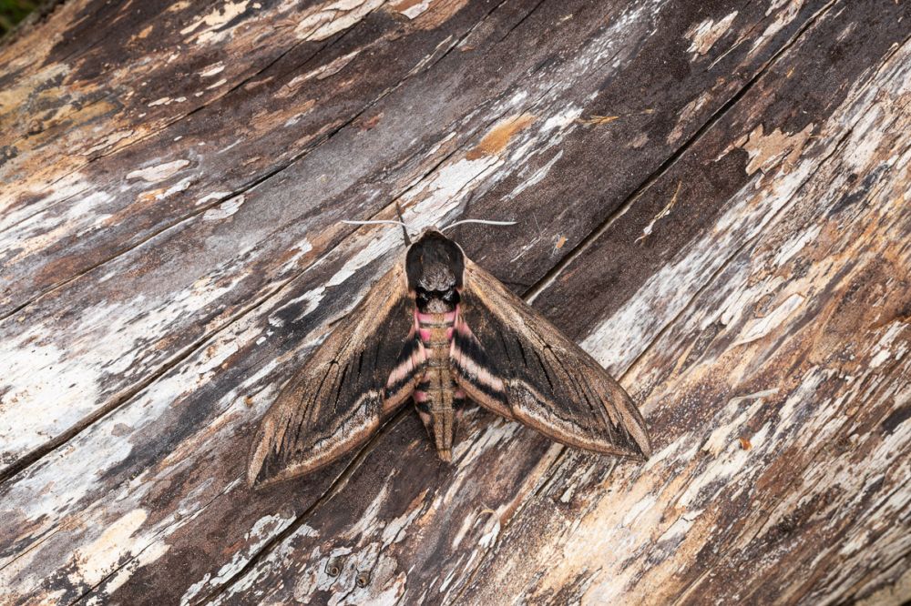 Moth trapping and photography at home