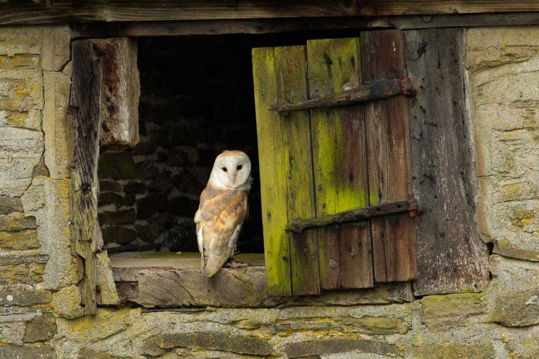 barn owl