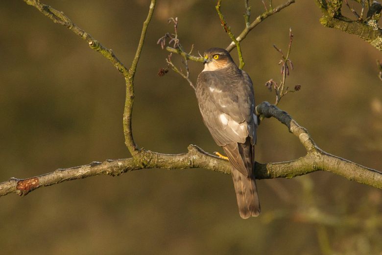 how to see birds of prey