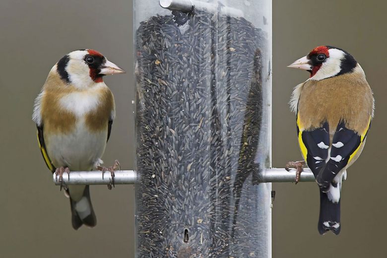 feeding garden birds