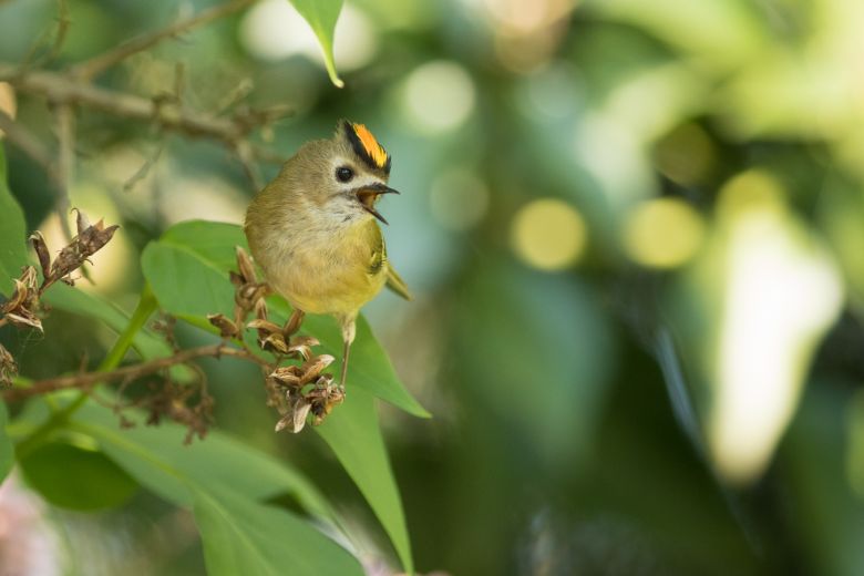 goldcrest singing