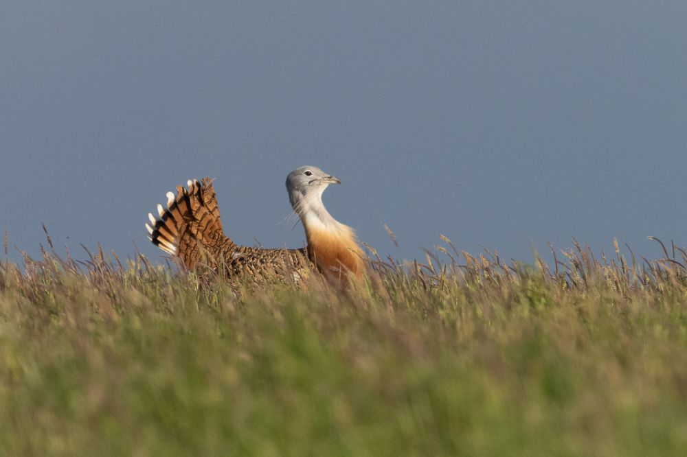 great bustard on salisbury plain