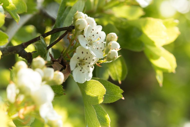 hawthorn