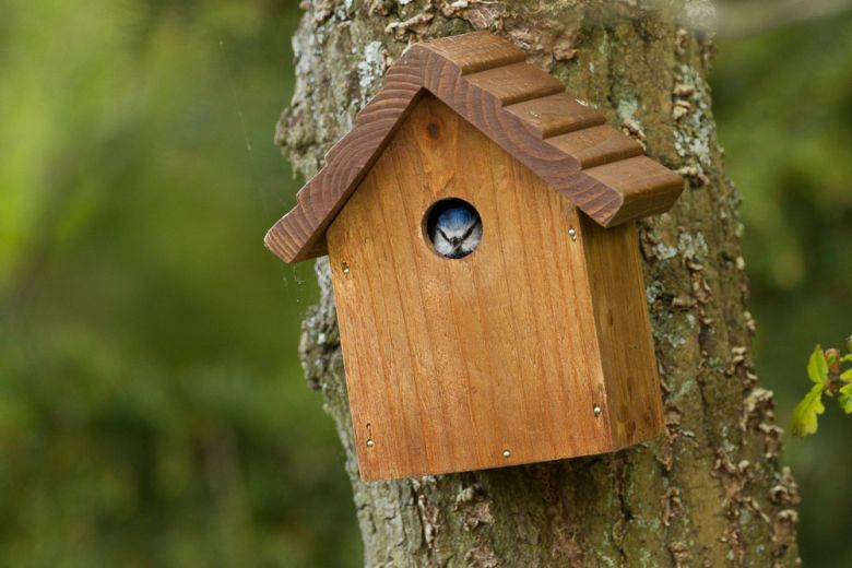 blue tit bird in next box