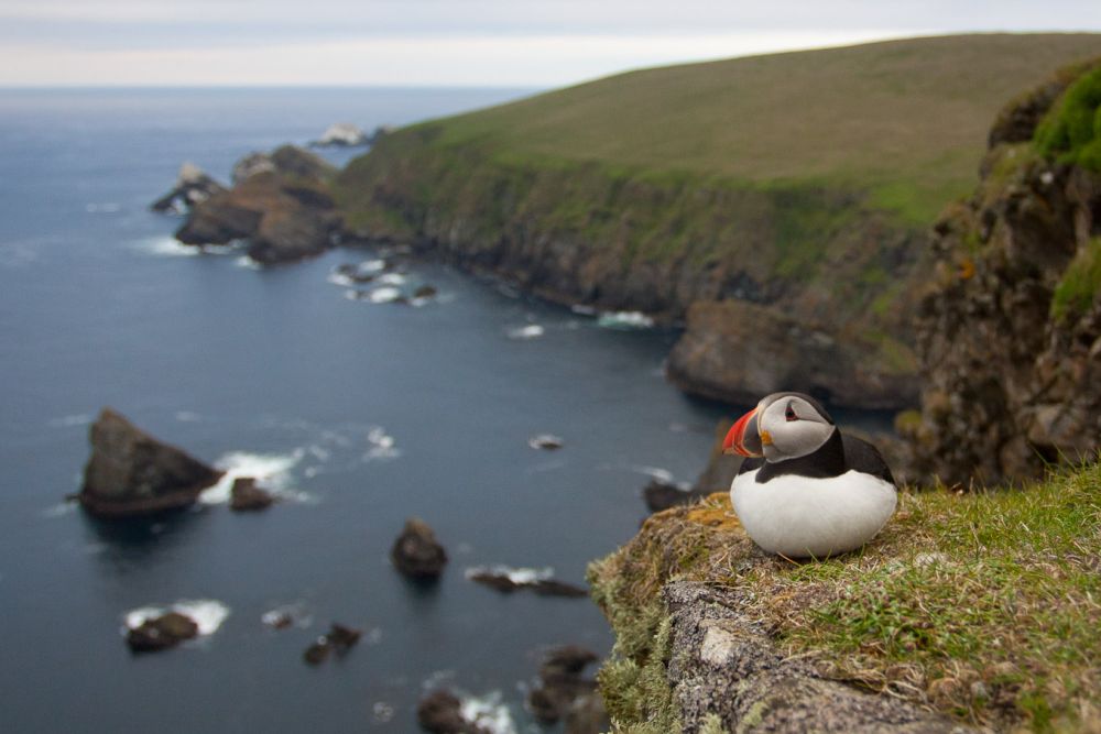where to see puffins in uk