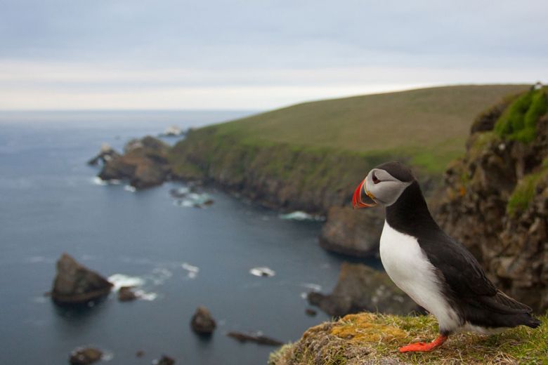 where to see puffins in uk