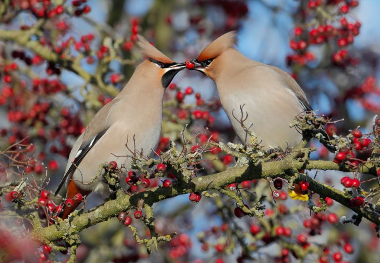 waxwings