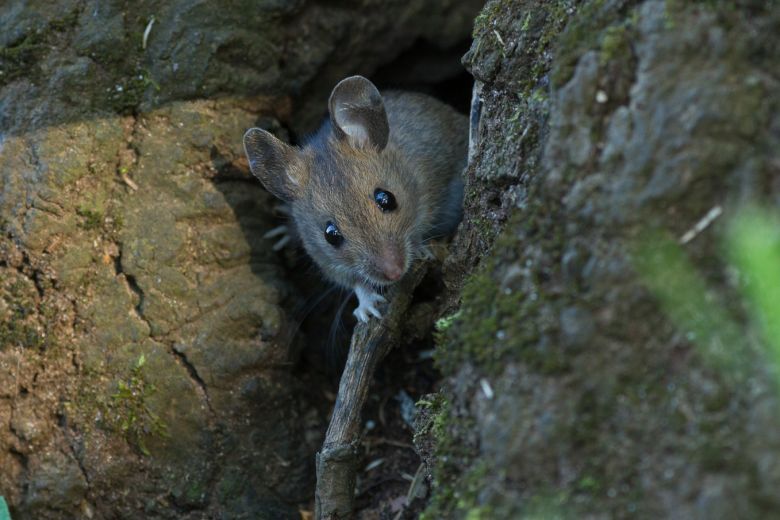 identifying mice voles and rats